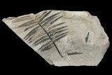 Jurassic Aged Cycad (Zamites) - France #113477-1